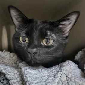A young small-sized male Domestic Short Hair cat named Apollo for adoption in Burlington, WA
