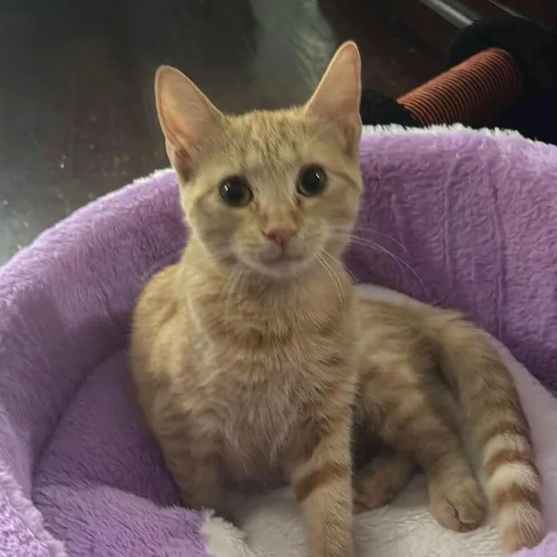 A baby medium-sized female Tabby (Orange / Red) Tabby cat named Kyro for adoption in Harrisburg, PA