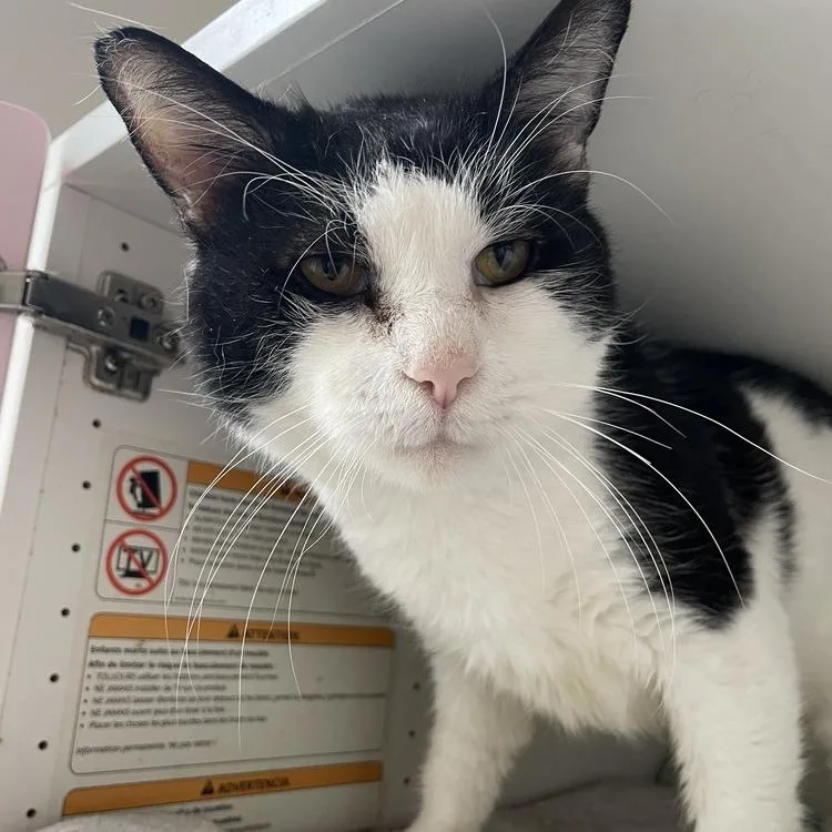 An adult small-sized male Domestic Short Hair cat named Gus for adoption in Long Island City, NY