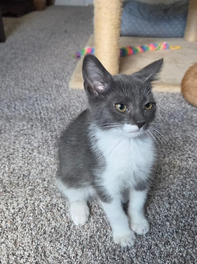 A baby small-sized male Gray & White Domestic Short Hair cat named String for adoption in Aurora, CO