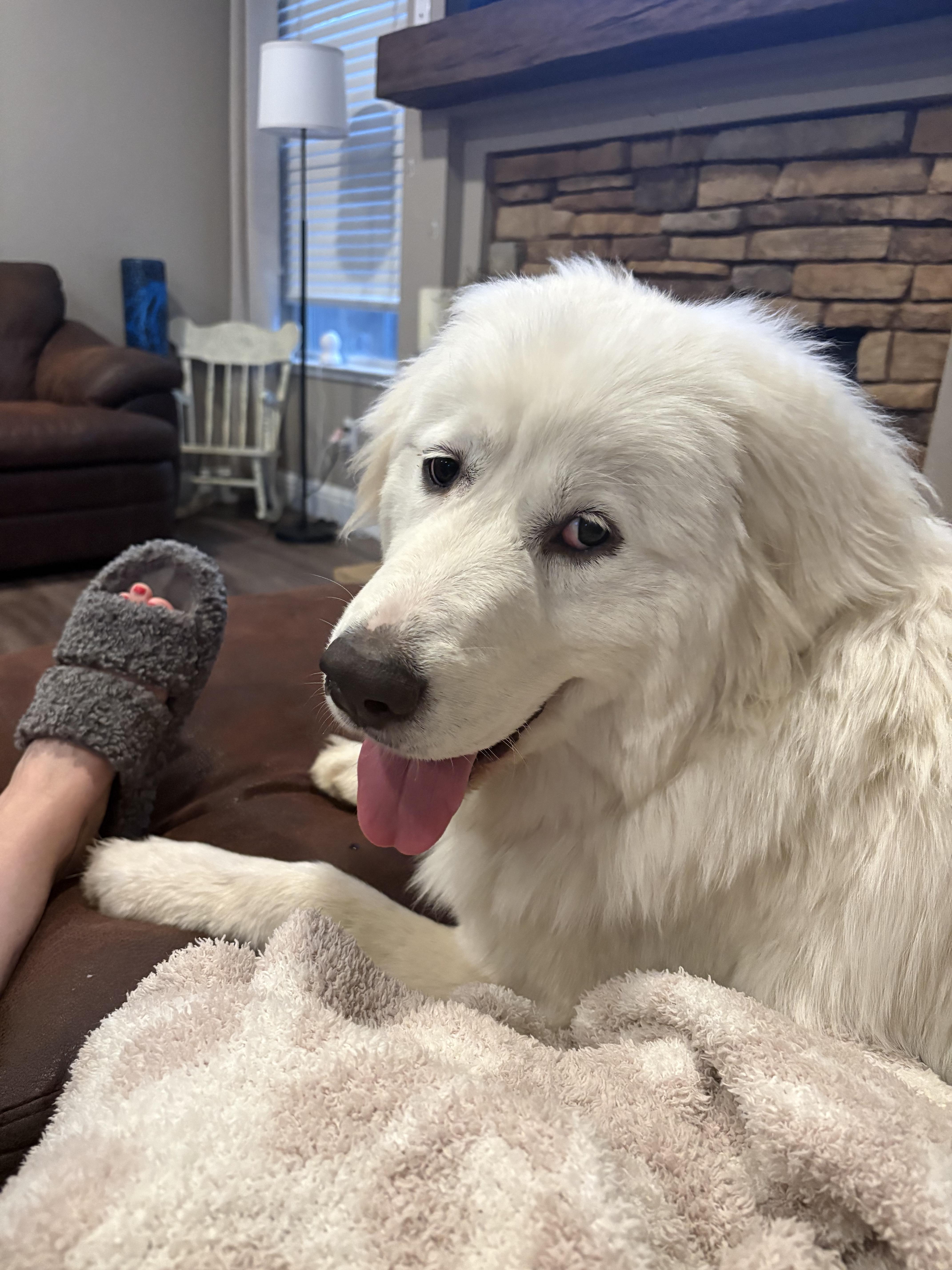 A young large-sized female White / Cream Golden Retriever dog named Shasta for adoption in Cerritos, CA