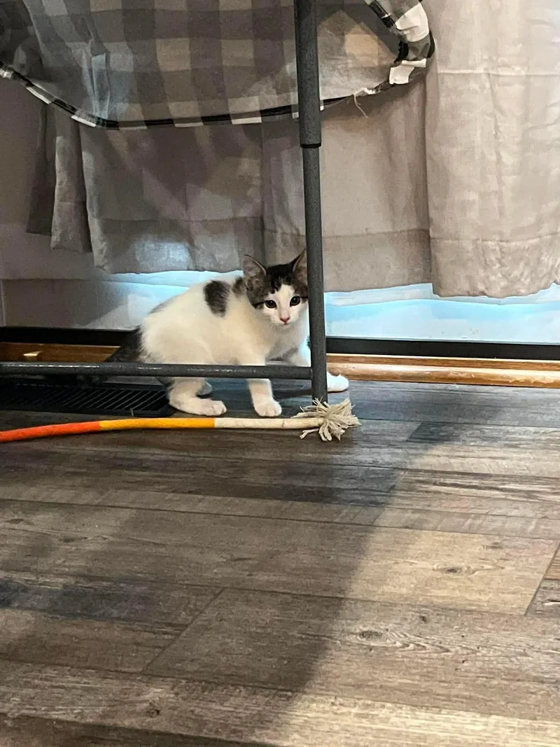 A baby small-sized female Black & White / Tuxedo Domestic Short Hair cat named Rita for adoption in Merriam, KS