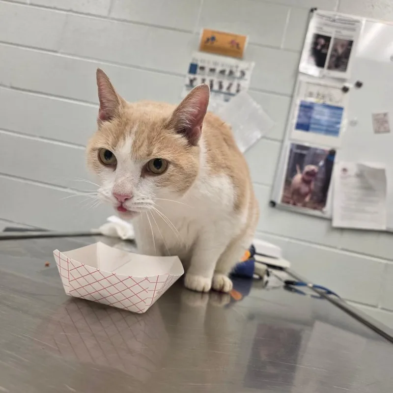 An adult large-sized female Domestic Short Hair cat named Chapurr Roan for adoption in Chattanooga, TN