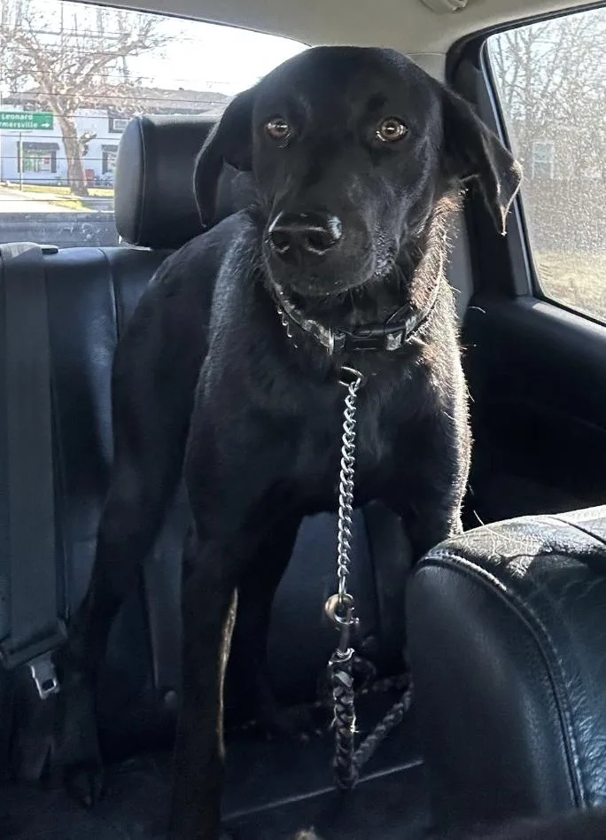 A young small-sized male Labrador Retriever dog named Gunner for adoption in Arlington, TX