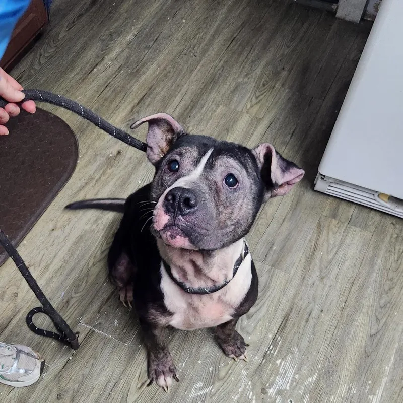 An adult medium-sized male Black Mixed Breed dog named Thaddeus for adoption in Summerville, SC