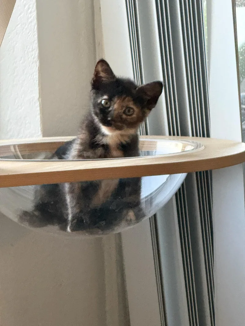 A baby small-sized female Tortoiseshell cat named Tortellini and Poppy for adoption in Laguna Beach, CA