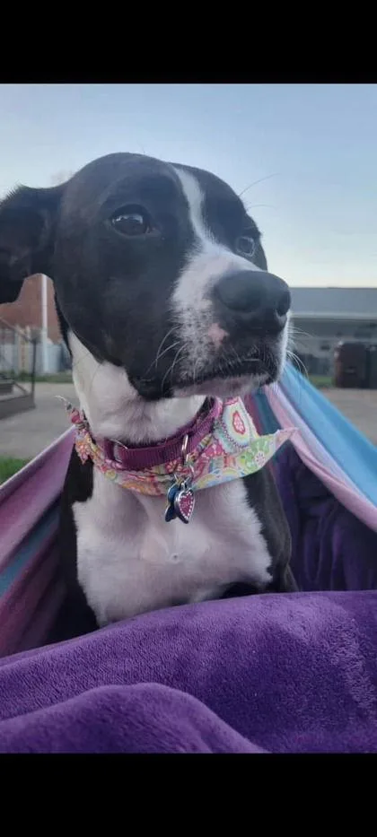 Desdemona thumbnail 2