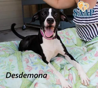 Desdemona thumbnail 3