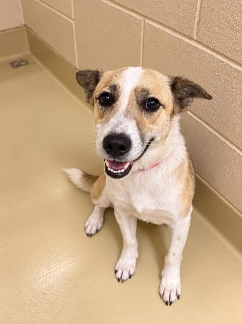 An adult medium-sized female Shepherd dog named Cookie for adoption in Uxbridge, MA