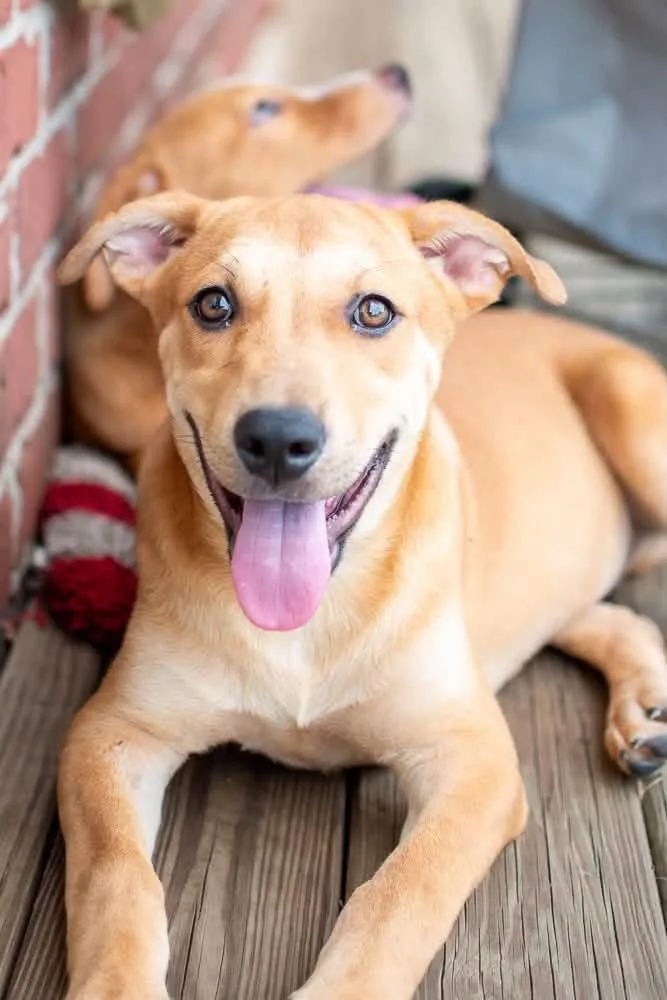 A baby medium-sized male Labrador Retriever dog named Crackers for adoption in Germantown, OH