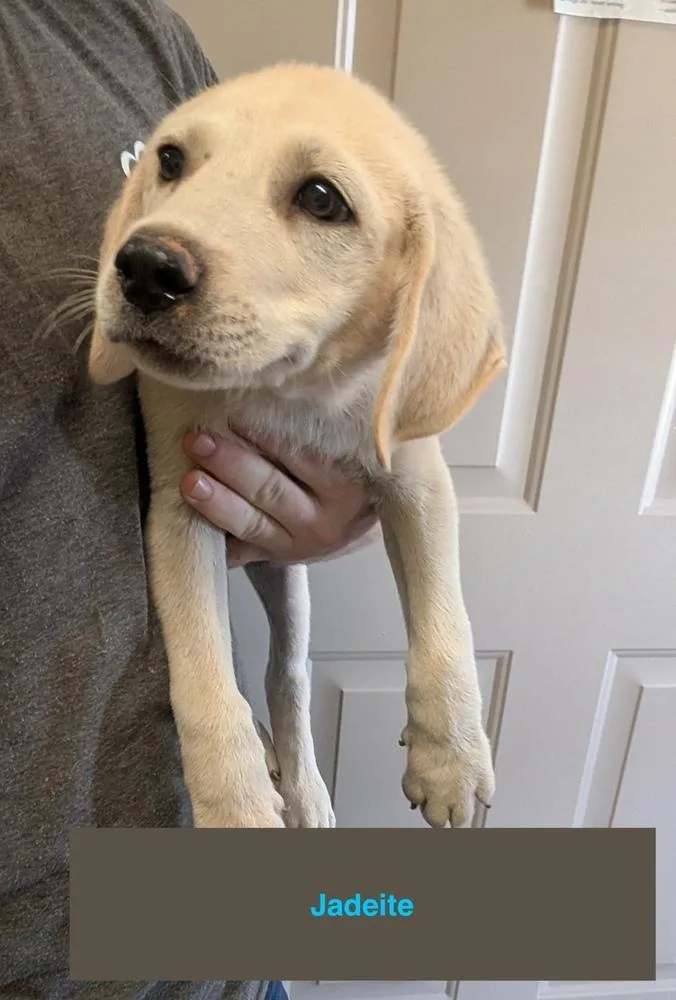 A baby large-sized male Mixed Breed dog named Jadeite for adoption in Deerfield, WI