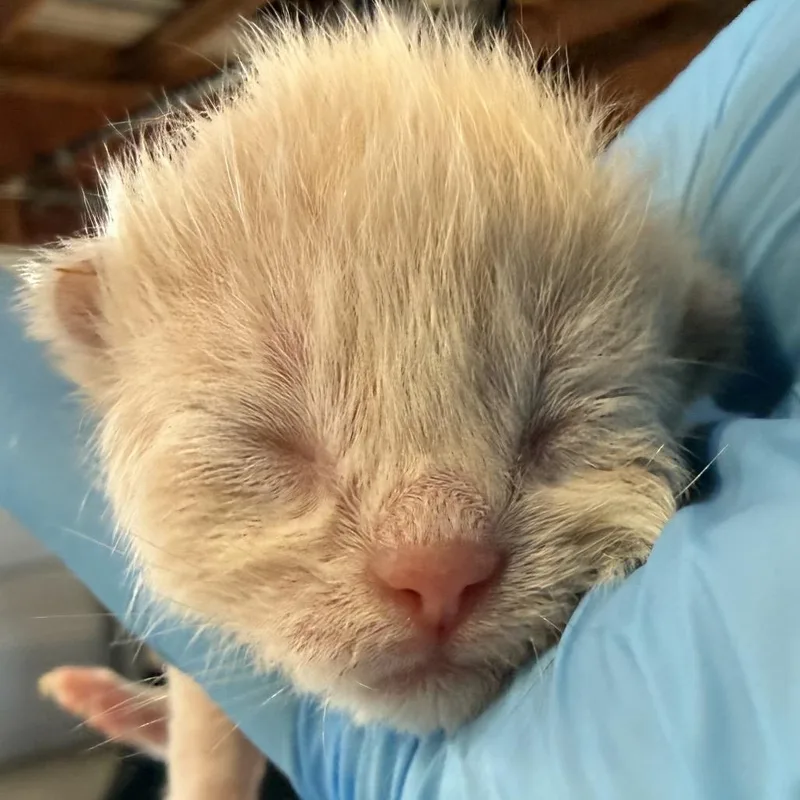 A baby small-sized male Buff / Tan / Fawn Domestic Short Hair cat named Lotus In Stevensville for adoption in Alexandria, VA