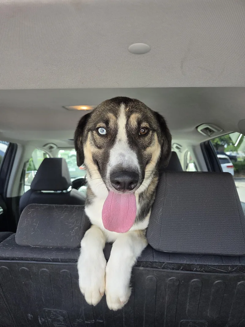 A young medium-sized male Tricolor (Brown, Black, & White) Hound dog named Castle for adoption in Manhasset, NY