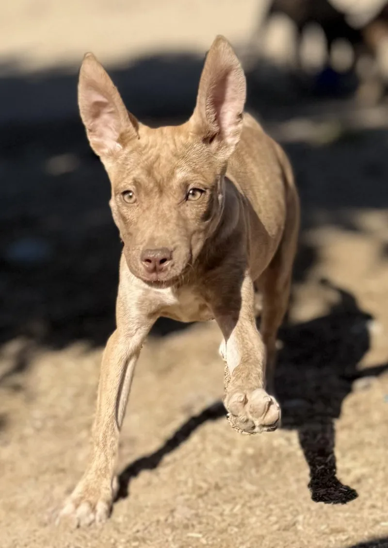 A young medium-sized female American Staffordshire Terrier dog named Trina for adoption in Hesperia, CA
