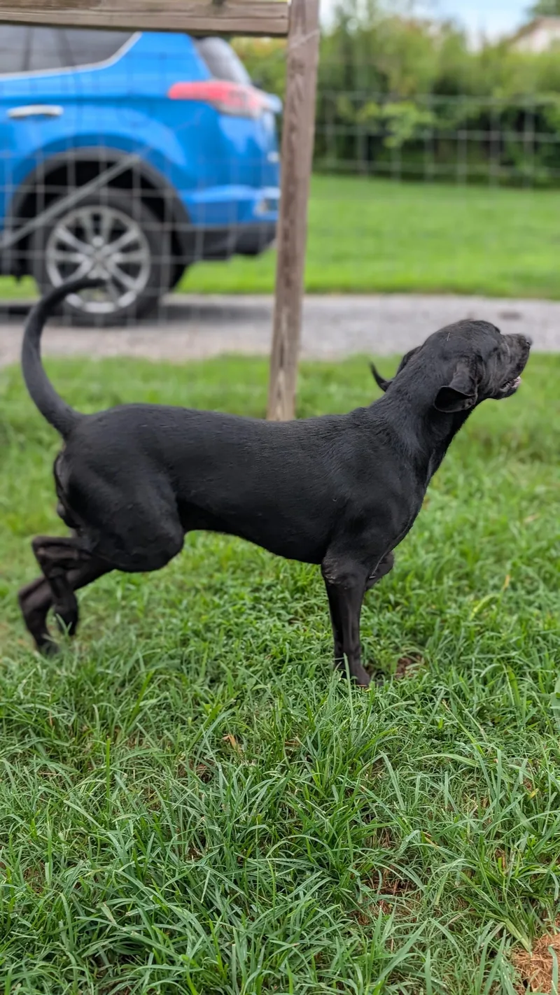 Jet
