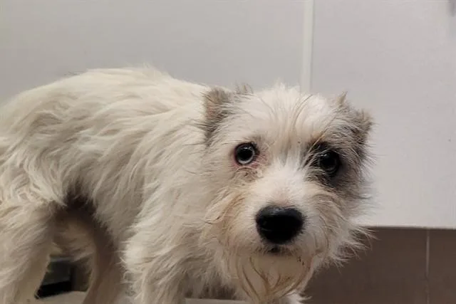 A young small-sized female Labrador Retriever dog named Wiggles for adoption in Tucson, AZ