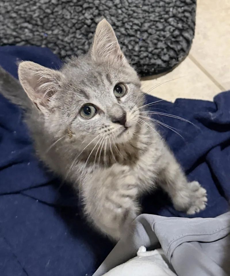 A baby medium-sized female Tabby (Gray / Blue / Silver) Domestic Short Hair cat named Marcy for adoption in East Hanover, NJ