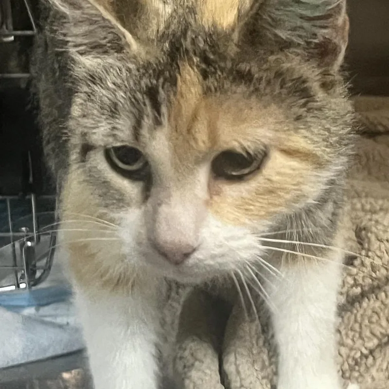Isla