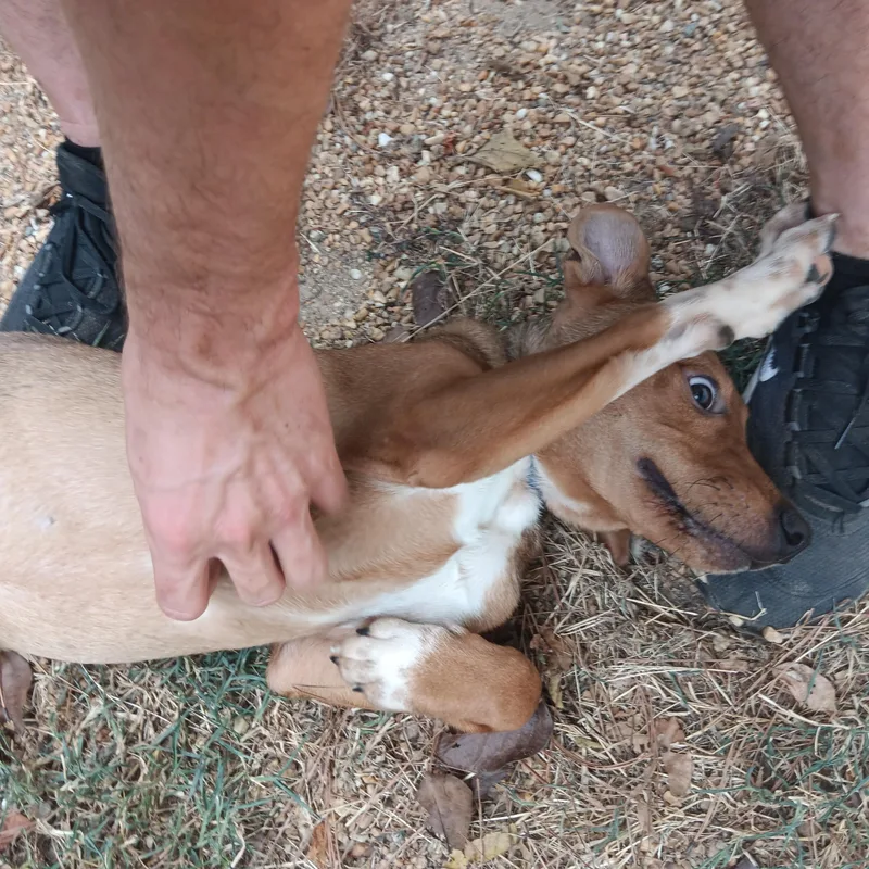 A baby medium-sized male Mixed Breed dog named Reggie for adoption in North Little Rock, AR