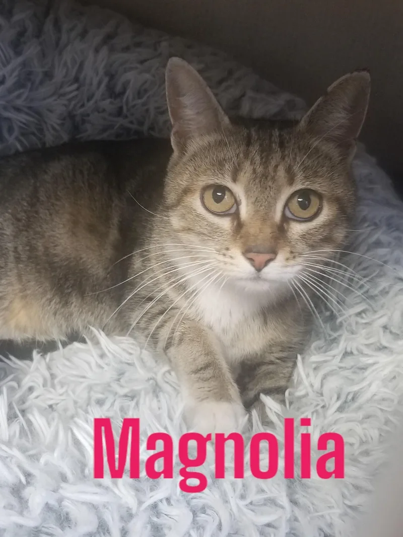 A young medium-sized female Tabby (Tiger Striped) Domestic Short Hair cat named Magnolia for adoption in Orleans, VT