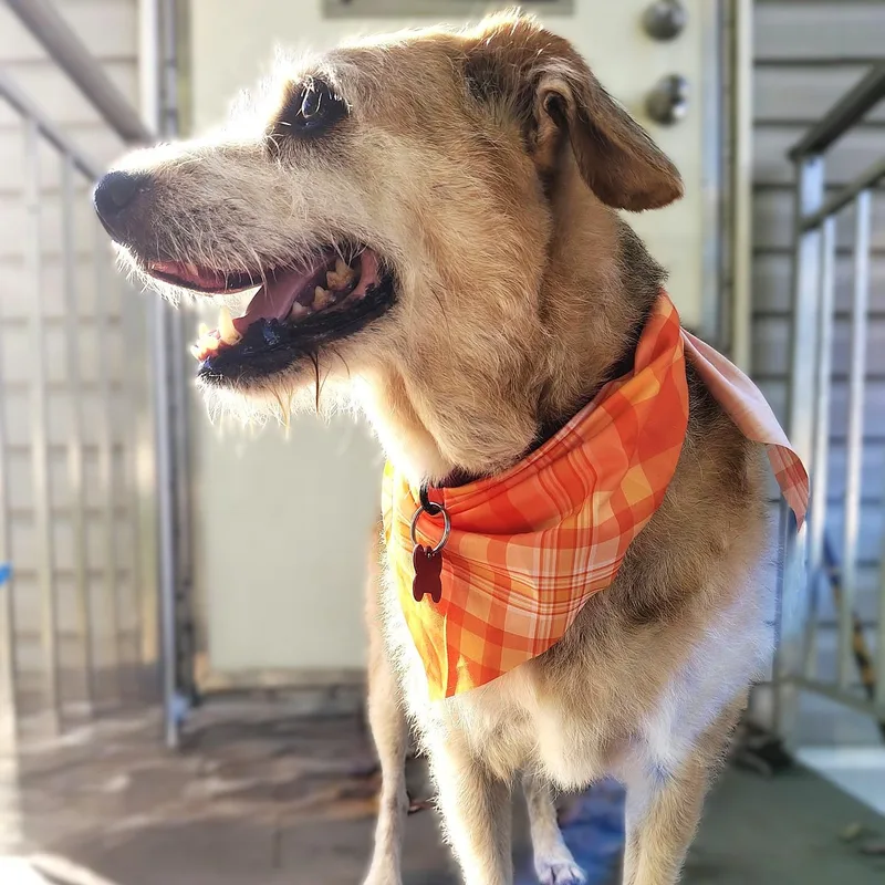 A senior medium-sized female Apricot / Beige Jack Russell Terrier dog named Maddie for adoption in Burton, MI