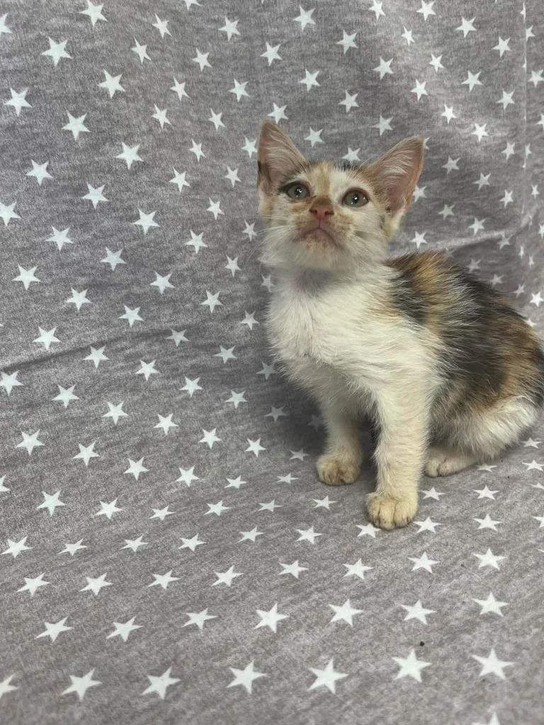 A baby small-sized female Domestic Short Hair cat named Cheesy Fiesta Potato for adoption in Lavonia, GA