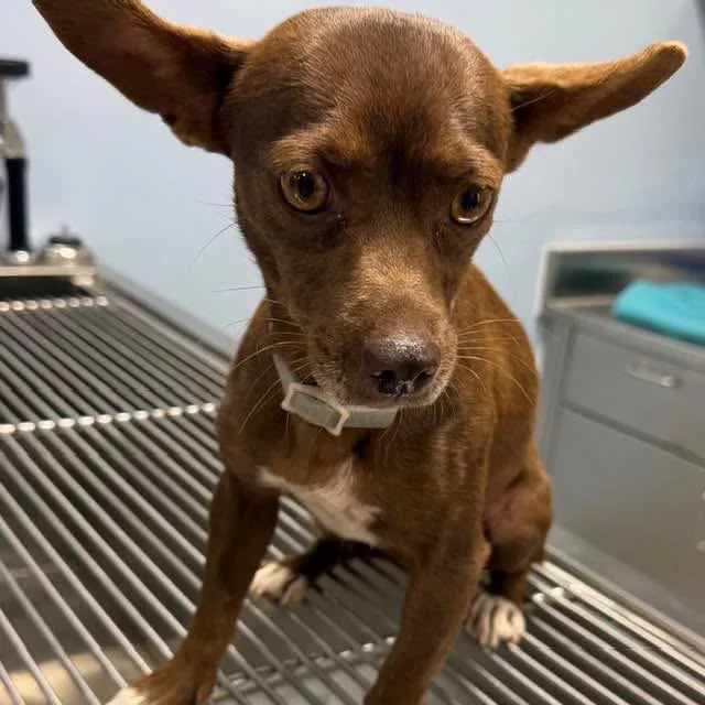 An adult small-sized female Brown / Chocolate Chihuahua dog named Bug KCAC . for adoption in Austin, TX