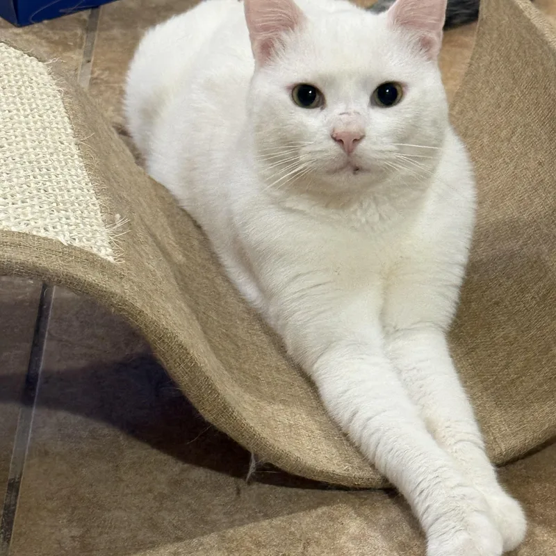 A young medium-sized male Domestic Short Hair cat named Devens for adoption in Bourne, MA