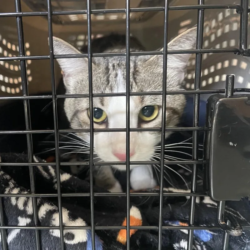 An adult large-sized male Brown / Chocolate Domestic Short Hair cat named Buggy for adoption in Clearwater, FL
