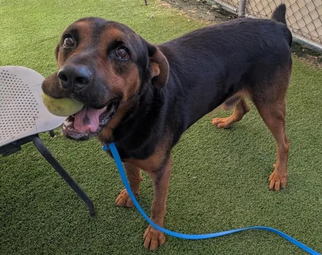 An adult large-sized male Rottweiler dog named Reggie for adoption in Phoenix, AZ