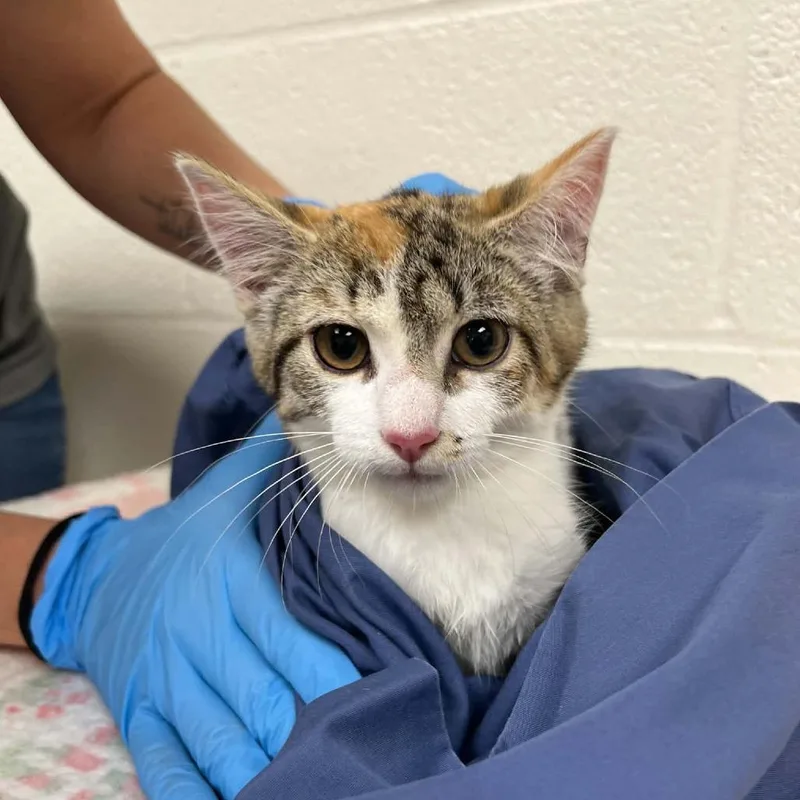 A baby small-sized female Calico Domestic Short Hair cat named Pearl for adoption in Harrisonburg, VA