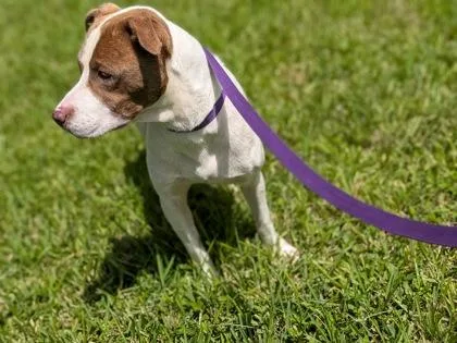An adult medium-sized female Pointer dog named Cinnamona for adoption in New Orleans, LA
