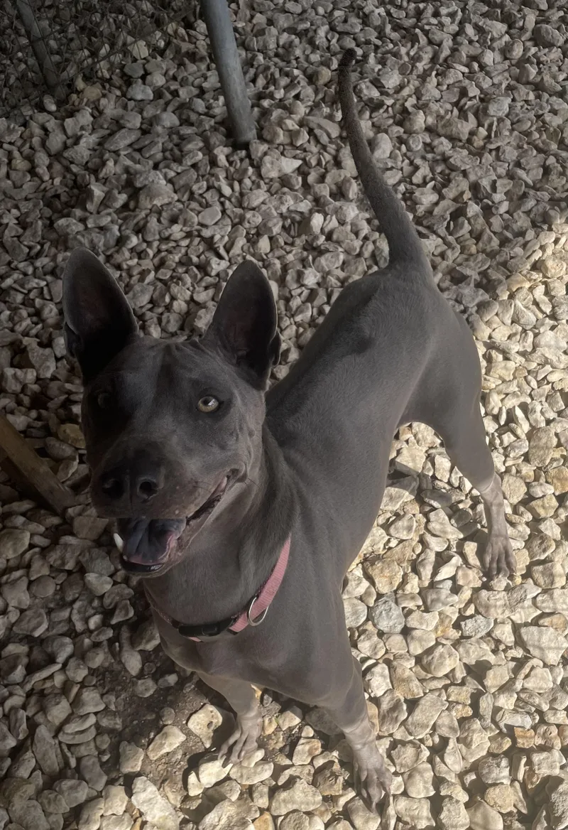 An adult medium-sized female Gray / Blue / Silver Thai Ridgeback dog named Izel for adoption in Plano, TX