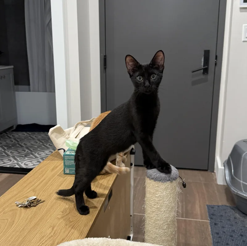 A baby medium-sized male Black Domestic Short Hair cat named Blackbeard for adoption in Brooklyn, NY