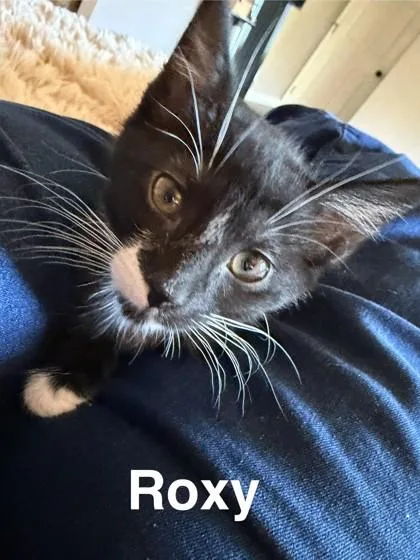 A baby small-sized female Domestic Short Hair cat named Roxy for adoption in Sacramento, CA