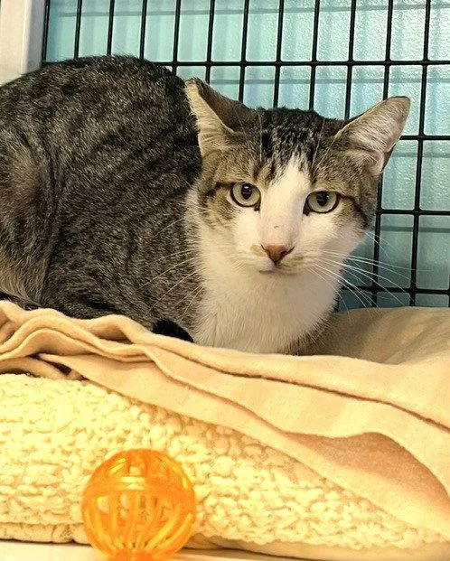 An adult medium-sized male Domestic Short Hair cat named Cassidy for adoption in Seal Beach, CA