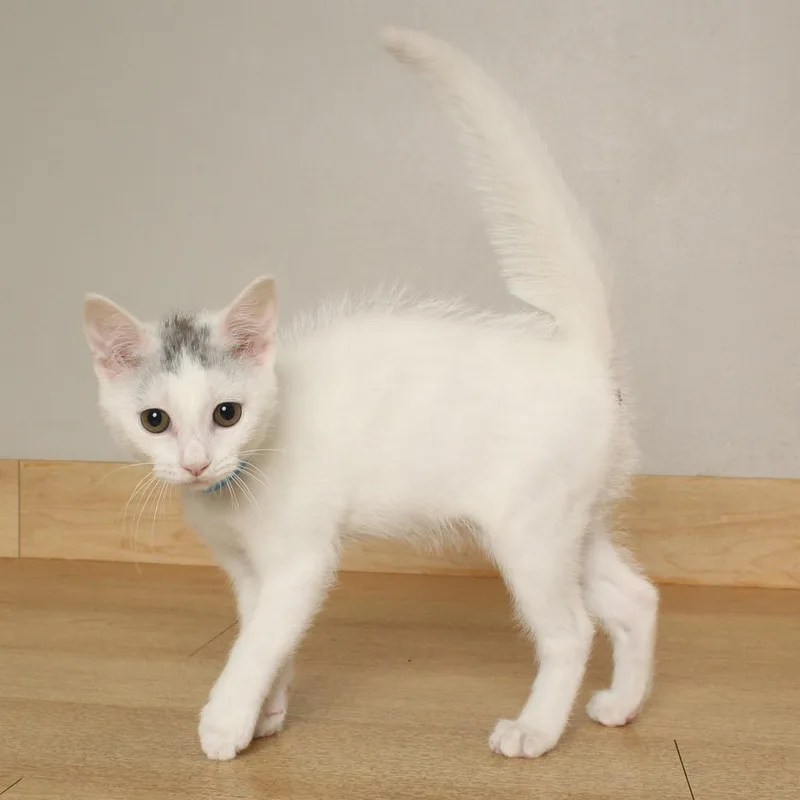 A baby small-sized male White Domestic Short Hair cat named Nimbus C for adoption in Minnetonka, MN