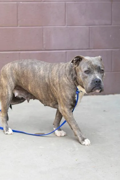 An adult large-sized female Mixed Breed dog named Misty for adoption in Chamblee, GA