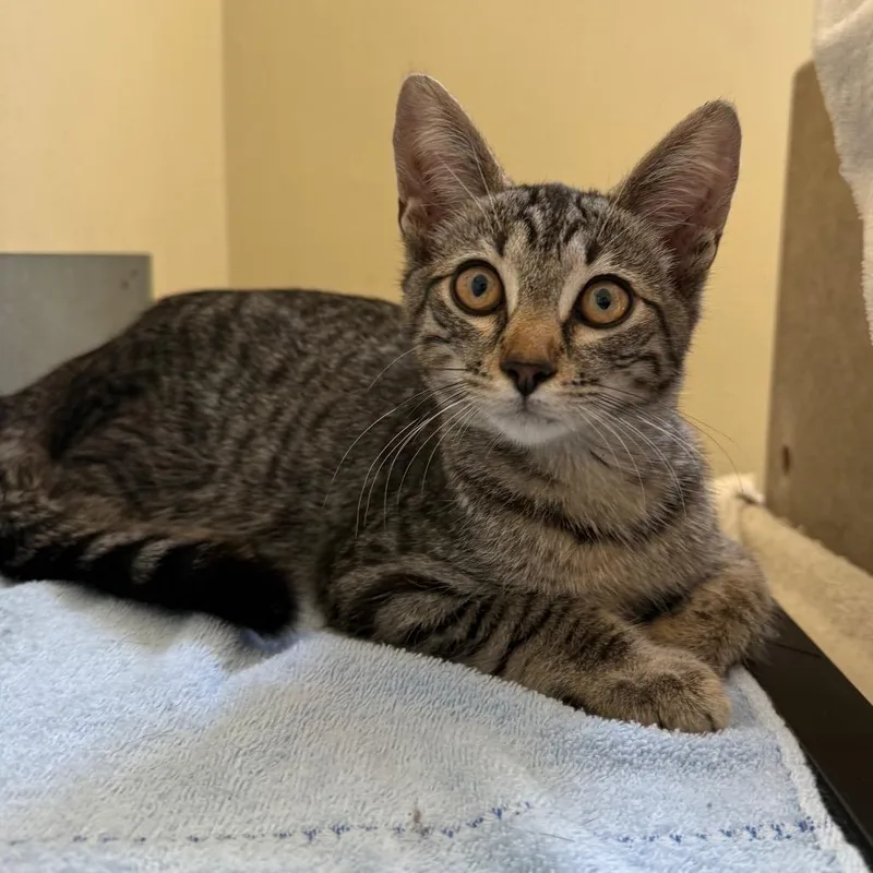A baby small-sized female Brown / Chocolate Domestic Short Hair cat named Heather for adoption in Pasadena, CA