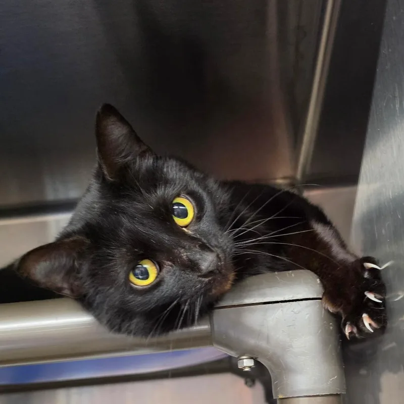 An adult small-sized female Black Domestic Short Hair cat named Wednesday for adoption in Jefferson city, TN