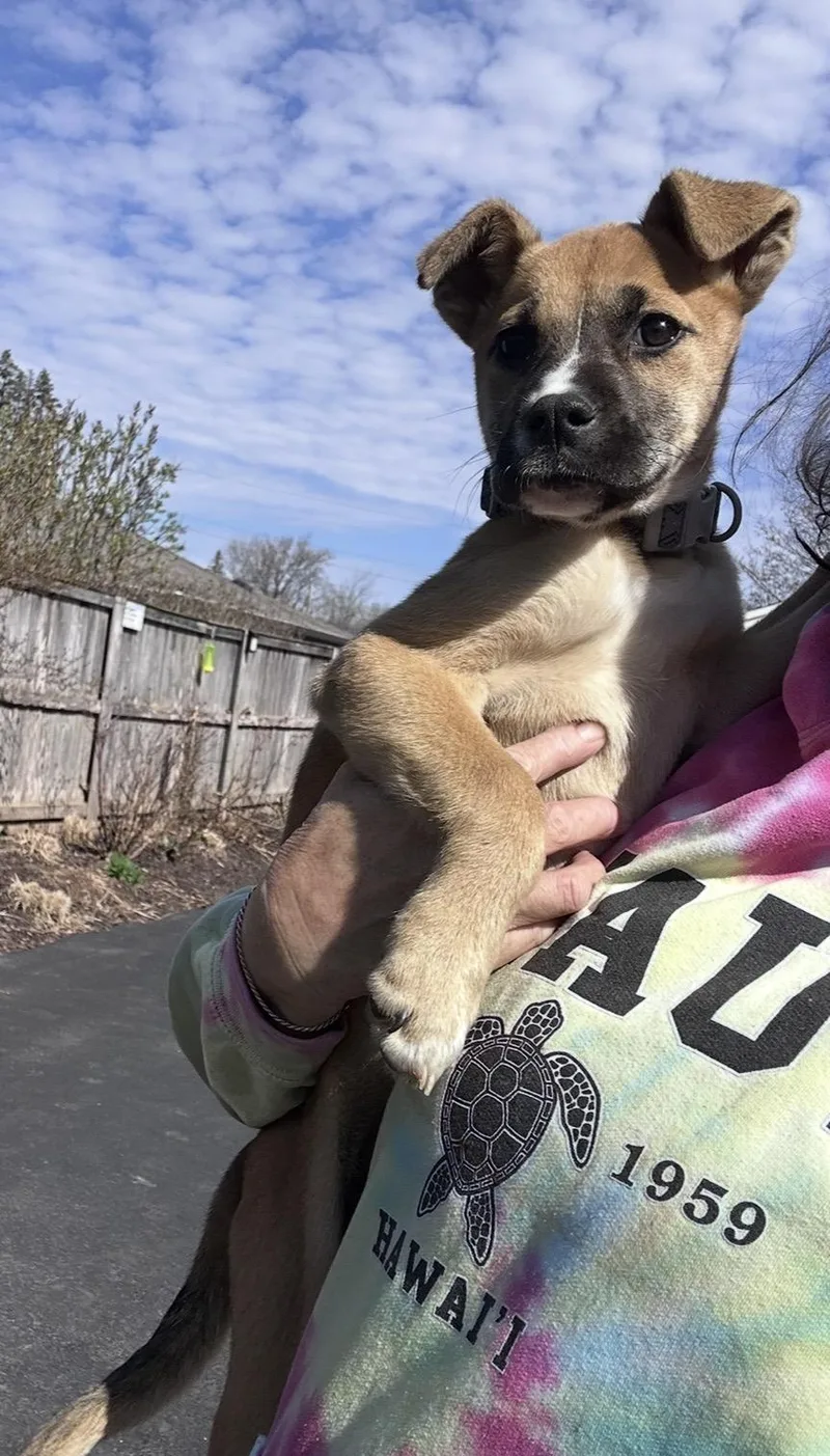 Maple Sugaring thumbnail 2