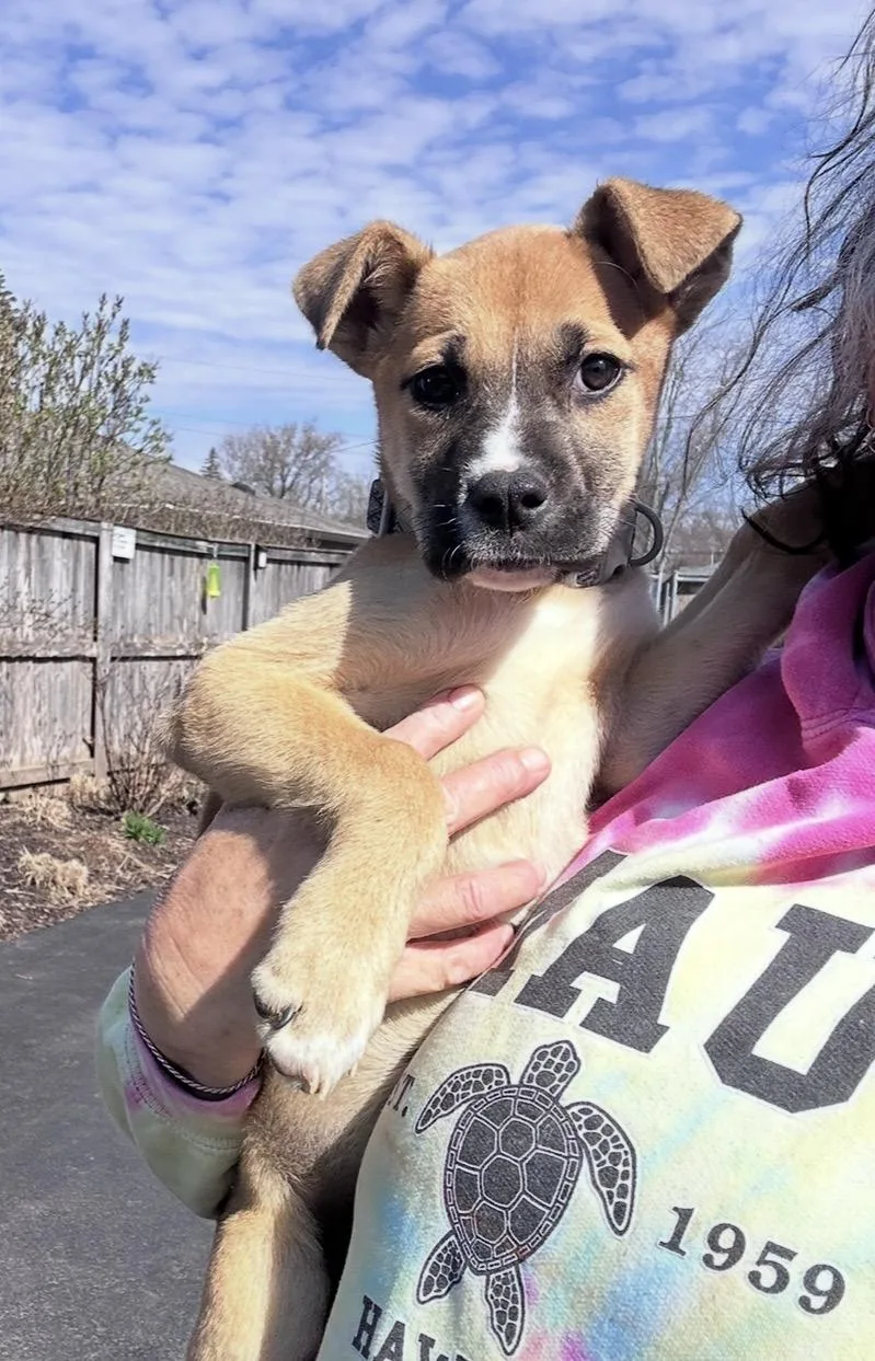 A baby medium-sized female Yellow / Tan / Blond / Fawn Boxer dog named Maple Sugaring for adoption in Wonder Lake, IL