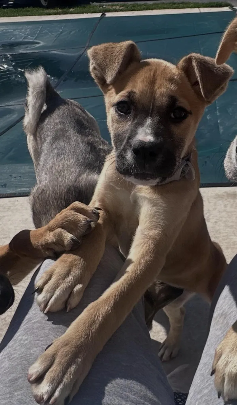 Maple Sugaring thumbnail 4