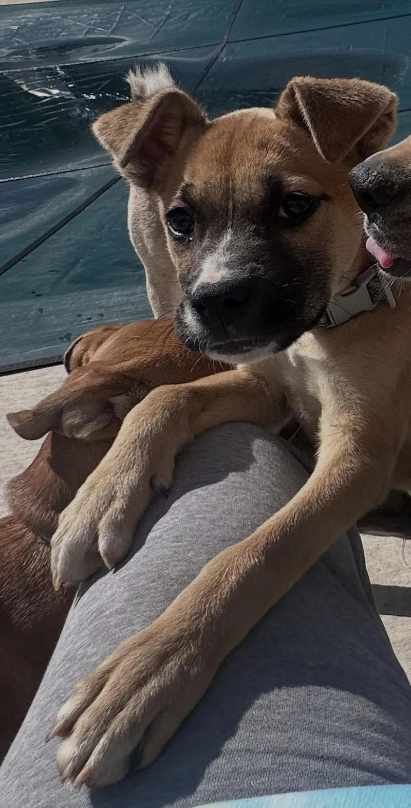 Maple Sugaring thumbnail 5