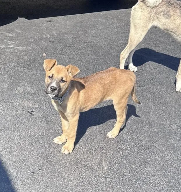 Maple Sugaring thumbnail 6