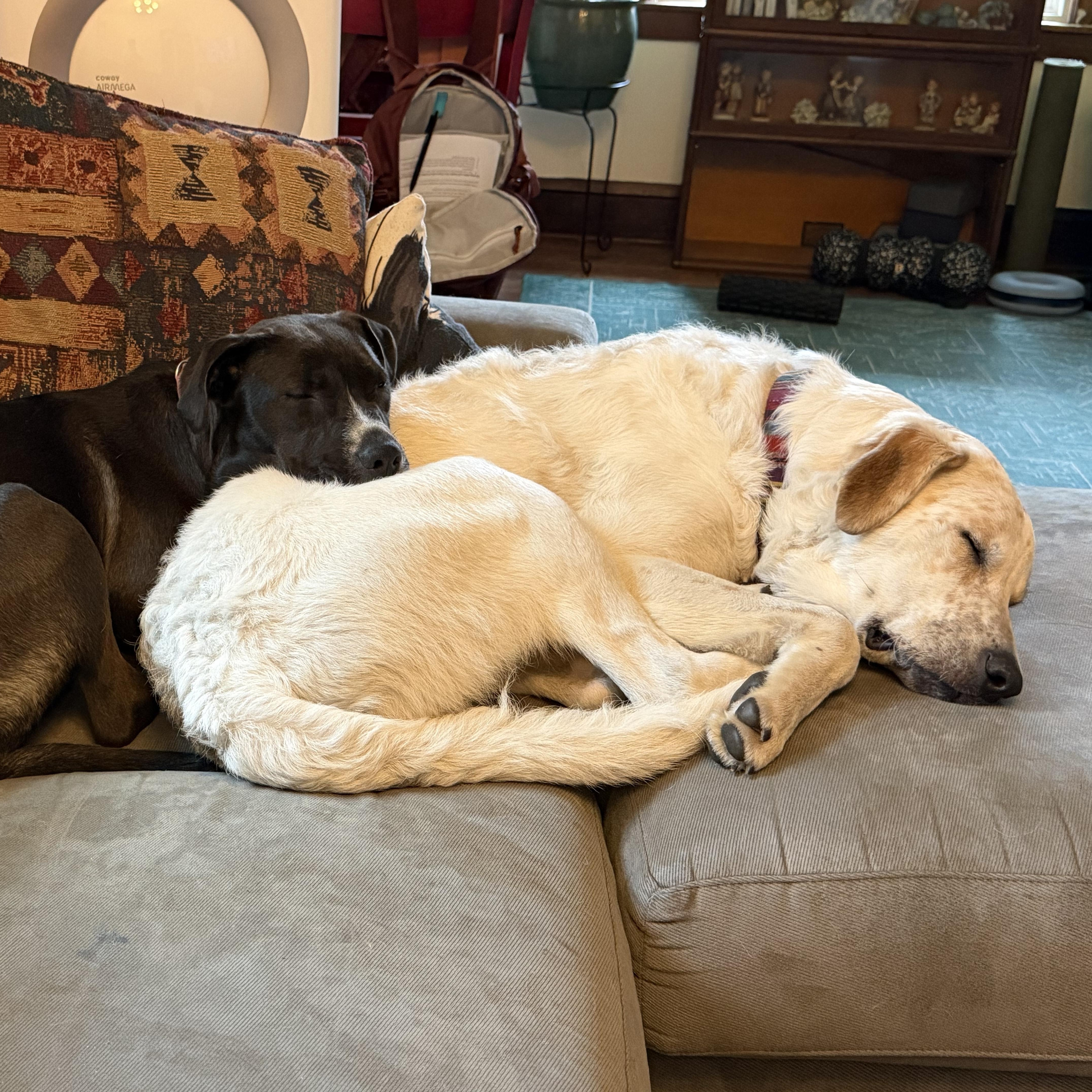 A young large-sized male Great Pyrenees dog named Hank for adoption in Minneapolis, MN
