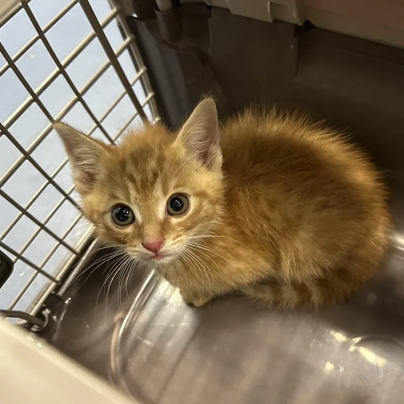 A baby medium-sized male Orange / Red Domestic Short Hair cat named Home Fries for adoption in Greensboro, NC