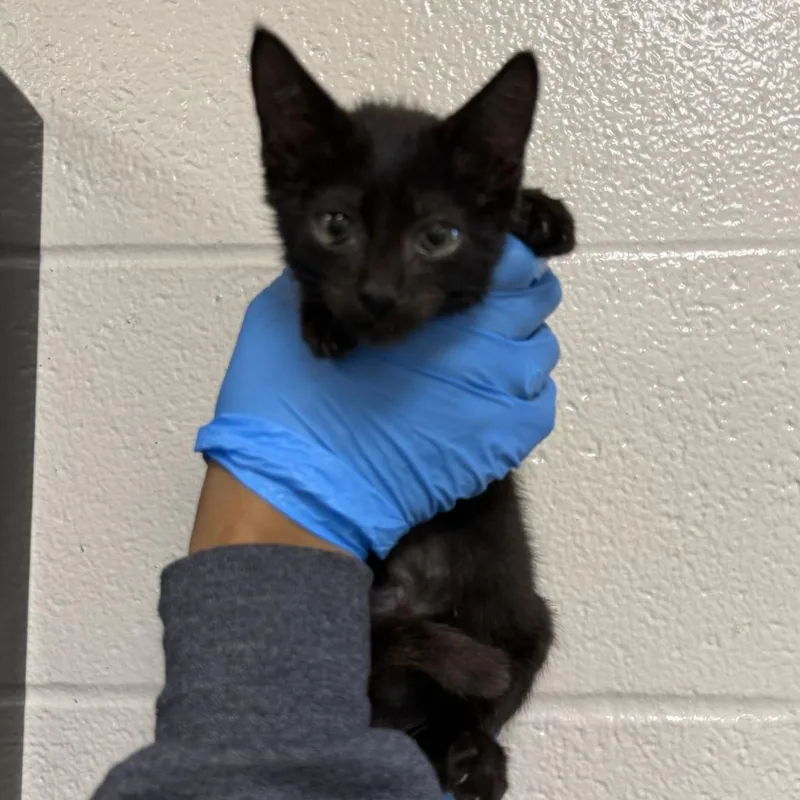A baby small-sized female Black Domestic Short Hair cat named Wednesday for adoption in San Antonio, TX
