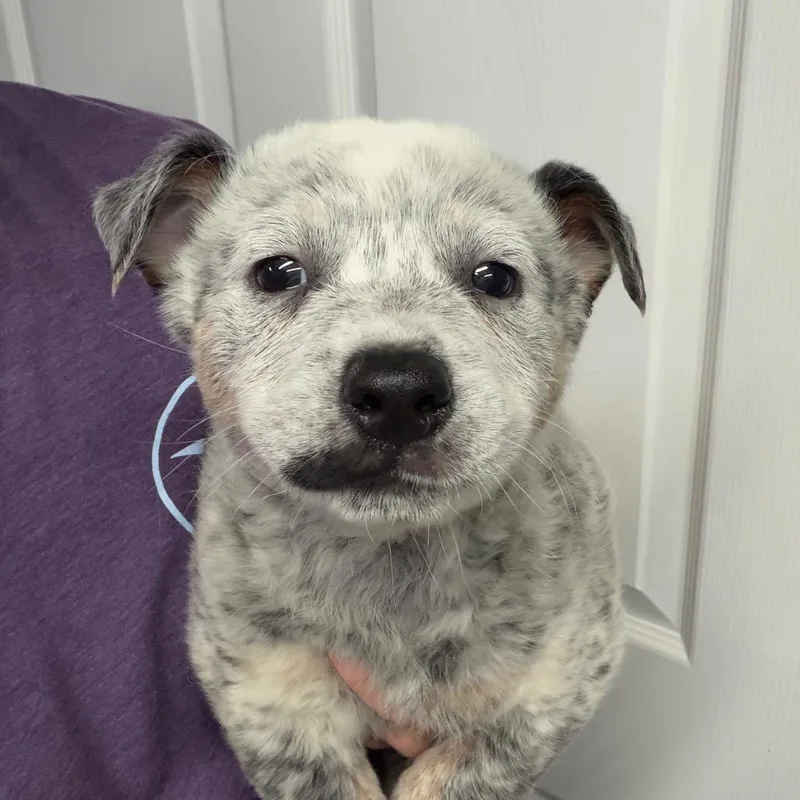 A baby medium-sized male White / Cream Mixed Breed dog named Mischief for adoption in DeKalb, IL