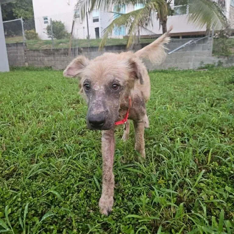 An adult medium-sized male Apricot / Beige Mixed Breed dog named Arther H.  Fozzerelli for adoption in Frederiksted, VI